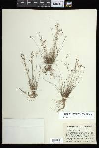 Bulbostylis ciliatifolia image