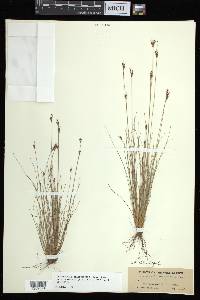 Bulbostylis ciliatifolia image