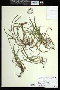 Carex abscondita image