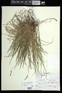 Carex lucorum image