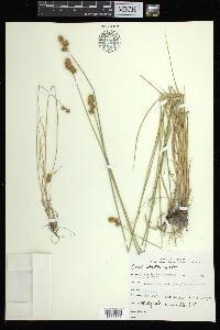 Carex adusta image