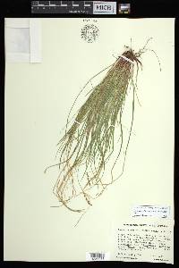 Carex lucorum image