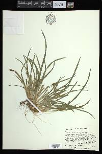 Carex abscondita image