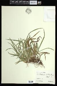 Carex abscondita image