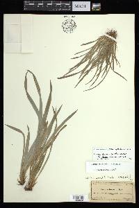 Carex abscondita image