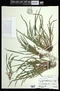 Carex abscondita image