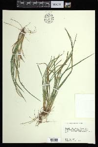 Carex abscondita image