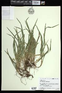 Carex abscondita image