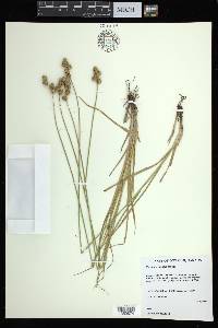 Carex adusta image