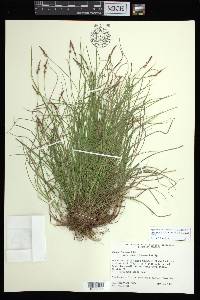 Carex lucorum image