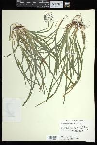 Carex abscondita image