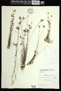 Bulbostylis ciliatifolia image