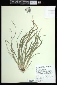 Carex abscondita image