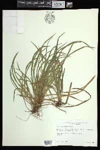 Carex abscondita image