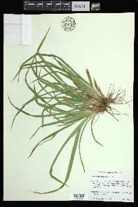 Carex abscondita image