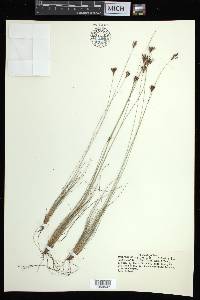 Bulbostylis ciliatifolia image