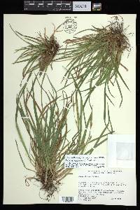 Carex abscondita image