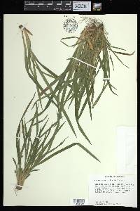 Carex abscondita image