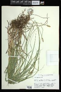 Carex aggregata image