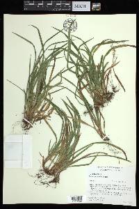 Carex abscondita image