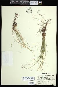 Carex lucorum var. austrolucorum image