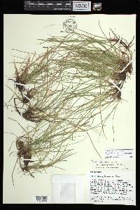 Carex lucorum image