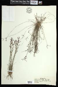 Bulbostylis ciliatifolia image