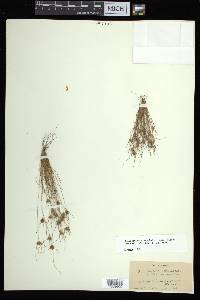 Bulbostylis stenophylla image