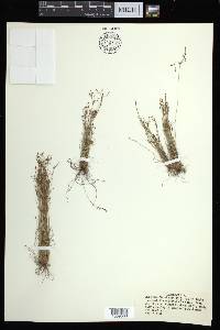 Bulbostylis ciliatifolia image