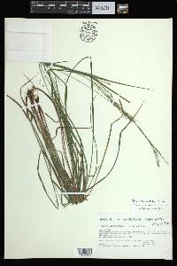 Carex aestivalis image