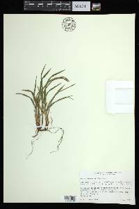 Carex abscondita image