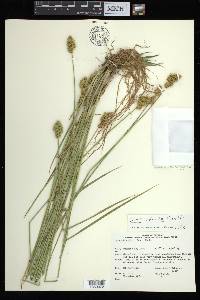 Carex adusta image