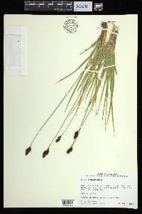 Carex albonigra image