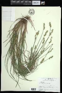 Carex albolutescens image