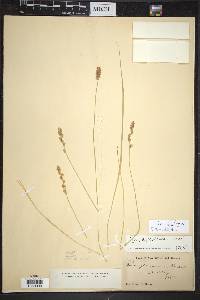 Carex agrostoides image