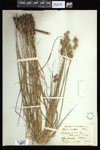 Carex alata image