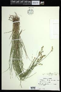 Carex albolutescens image