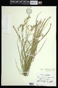 Carex albolutescens image