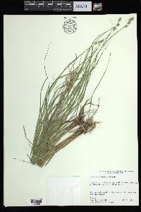 Carex albolutescens image