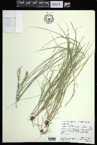 Carex albolutescens image