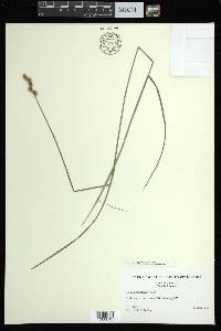 Carex albolutescens image