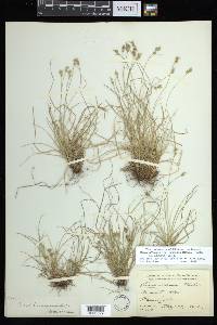 Carex albicans var. emmonsii image