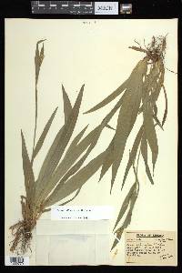 Carex albursina image