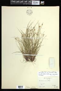 Carex albicans var. emmonsii image