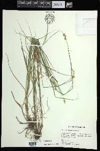 Carex albolutescens image