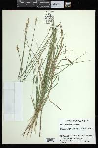 Carex albolutescens image