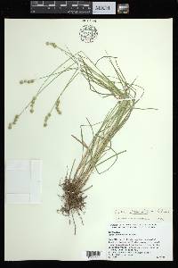 Carex albolutescens image