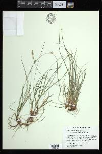 Carex albicans var. australis image
