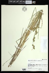 Carex alata image