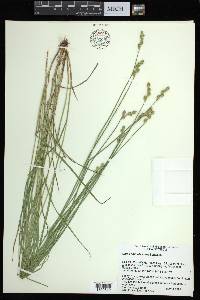 Carex albolutescens image